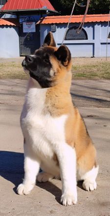 American Akita -Amerikan Akita