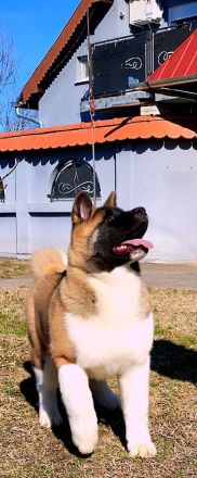 American Akita -Amerikan Akita