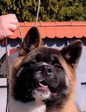 American Akita -Amerikan Akita