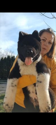 American Akita -Amerikan Akita