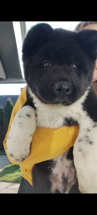 American Akita -Amerikan Akita
