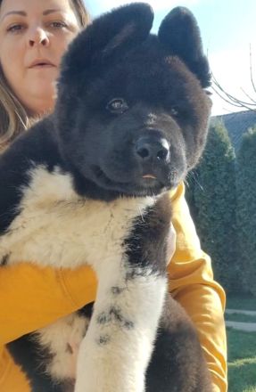 American Akita -Amerikan Akita