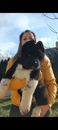 American Akita -Amerikan Akita