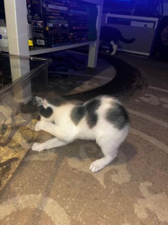 Bengal snow main coon mix Mädchen