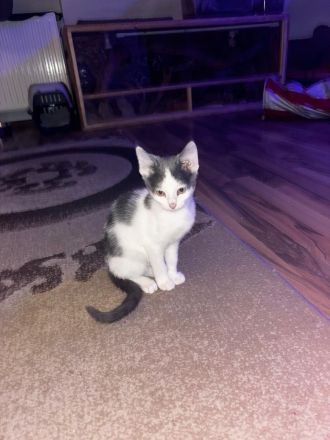 Bengal snow main coon mix Mädchen