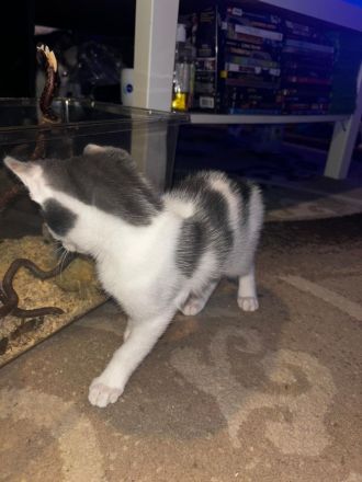 Bengal snow main coon mix Mädchen