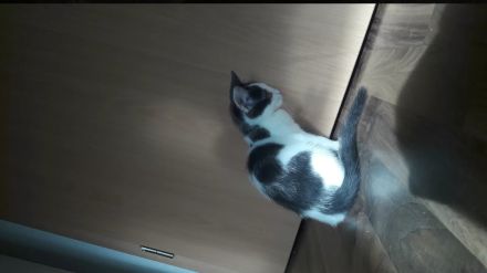 Bengal snow main coon mix Mädchen