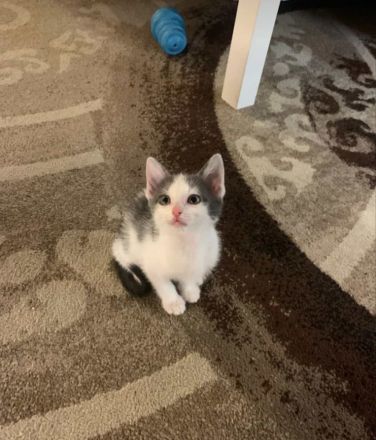 Bengal snow main coon mix Mädchen