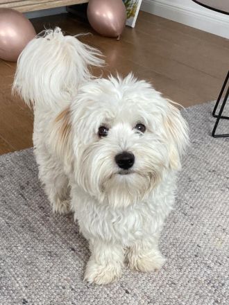 Havaneser Deckrüde Balli