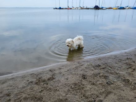 Havaneser Deckrüde Balli