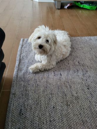 Havaneser Deckrüde Balli