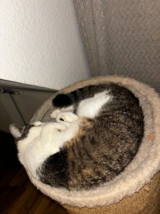 Luna sucht ein neues Zuhause