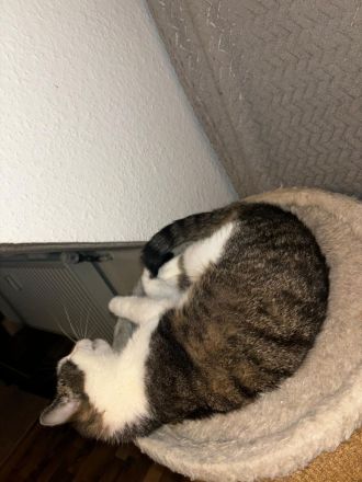 Luna sucht ein neues Zuhause