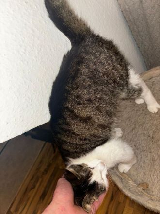 Luna sucht ein neues Zuhause