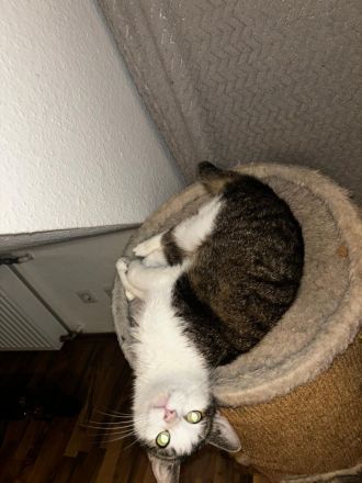 Luna sucht ein neues Zuhause