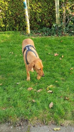 Liebenswerte, dreibeinige Ronja sucht ein Zuhause