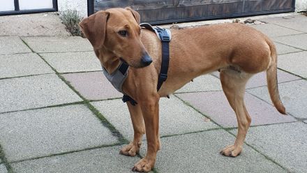 Liebenswerte, dreibeinige Ronja sucht ein Zuhause