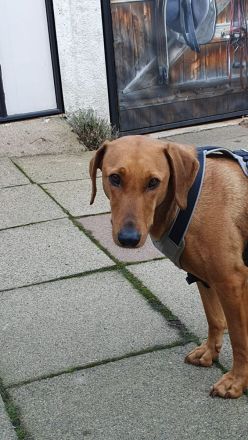 Liebenswerte, dreibeinige Ronja sucht ein Zuhause