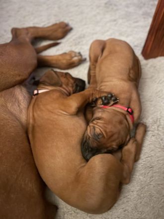 RHODESIAN RIDGEBACK Welpen