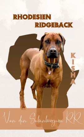 RHODESIAN RIDGEBACK Welpen