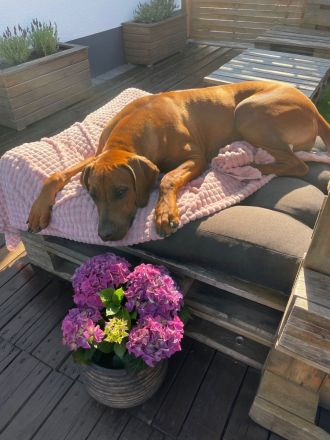 RHODESIAN RIDGEBACK Welpen