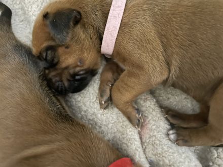 RHODESIAN RIDGEBACK Welpen