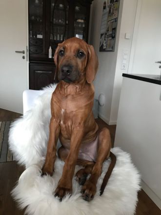 RHODESIAN RIDGEBACK Welpen