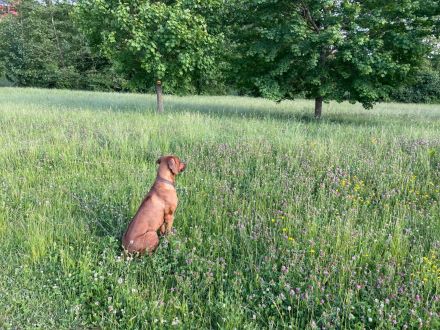 RHODESIAN RIDGEBACK Welpen