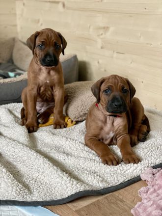 RHODESIAN RIDGEBACK Welpen