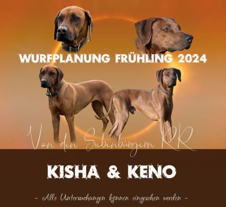 RHODESIAN RIDGEBACK Welpen