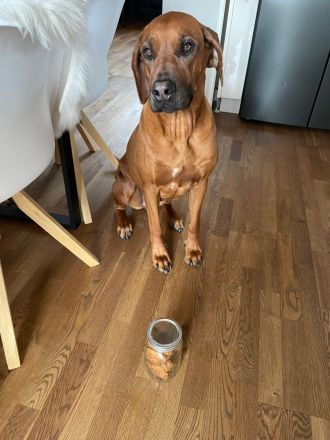 RHODESIAN RIDGEBACK Welpen