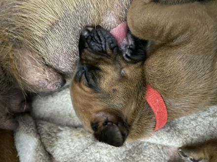 RHODESIAN RIDGEBACK Welpen