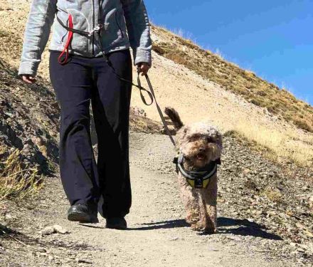 Leinenführigkeit Kompaktseminar