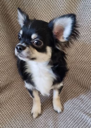 Liebevoller Chihuahua Rüde, 7 Monate mit Ahnentafel