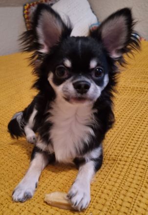 Liebevoller Chihuahua Rüde, 7 Monate mit Ahnentafel