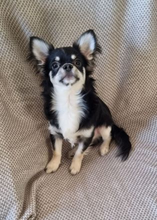 Liebevoller Chihuahua Rüde, 7 Monate mit Ahnentafel