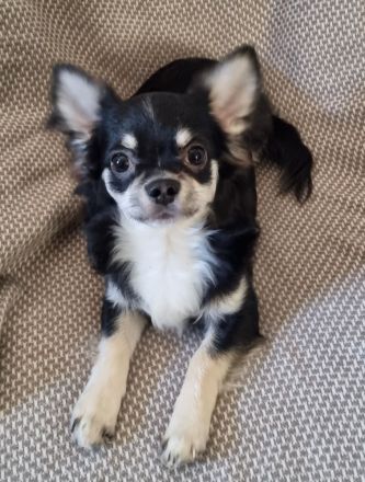 Liebevoller Chihuahua Rüde, 7 Monate mit Ahnentafel