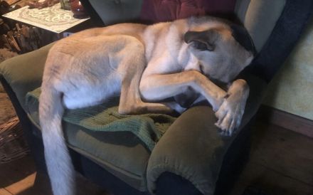 Darf Fuchur dein persönlicher „Glücksdrache“ werden?