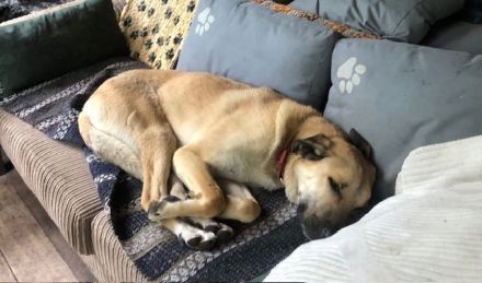 Darf Fuchur dein persönlicher „Glücksdrache“ werden?