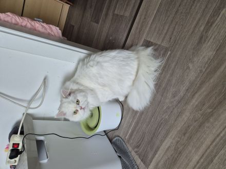 Kater Mix kastriert sucht liebevolles Zuhause