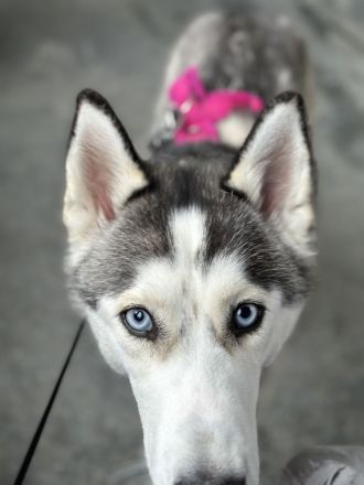 Sibirien Husky