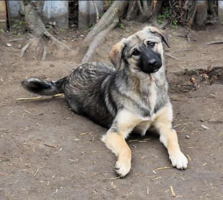 Rita sucht ein liebevolles Zuhause