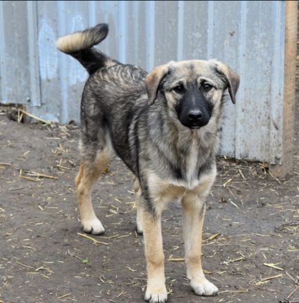 Rita sucht ein liebevolles Zuhause