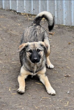 Rita sucht ein liebevolles Zuhause