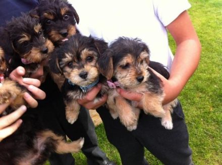 Yorkie Yorkshire Terrier Welpen