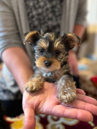 Yorkie Yorkshire Terrier Welpen