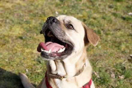 Spike, Old English Bulldog-Labrador-Mix, geb. 2014, Dickkopf sucht Führung, nur für Einzelperson