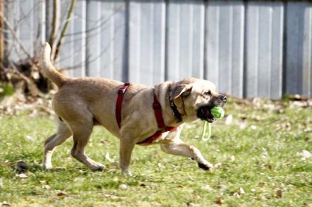 Spike, Old English Bulldog-Labrador-Mix, geb. 2014, Dickkopf sucht Führung, nur für Einzelperson