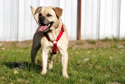 Spike, Old English Bulldog-Labrador-Mix, geb. 2014, Dickkopf sucht Führung, nur für Einzelperson