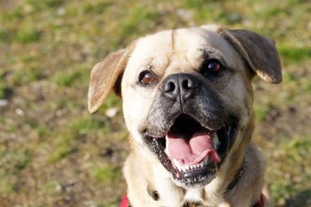 Spike, Old English Bulldog-Labrador-Mix, geb. 2014, Dickkopf sucht Führung, nur für Einzelperson